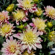 Look at the lovely water lily.