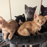 Kittens for adoption!