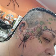 Black widow spider