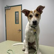 Puppy Exam