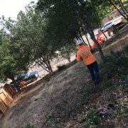 Removing oaks trees in red Bluff California