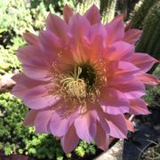 Echinopsis flower