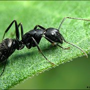 These little pests can ruin your day and your food when they invade..Estimates are always free(530)961-2847
