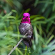 From a birding session in Chico