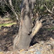 Advice on removing damaged trees.
