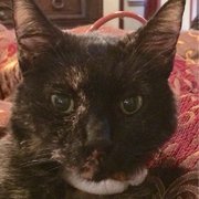 In memory of my precious Sissy. She was my little angel as indicated by her "halo" which doubled as a feeding tube.