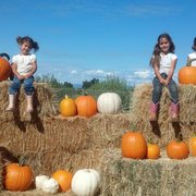 three girls on hay bales with pumpkins