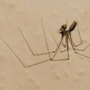 Most people commonly call these "Daddy long legs" but their true name is "Cellar Spider", these guys invade your eves and bushes!
