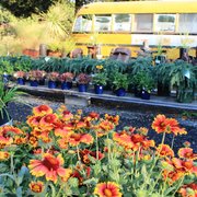 Flowering perennials and evergreens