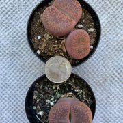 Gallery image #13