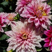 In the Pink!