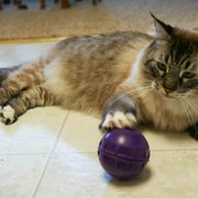 William loves his treat ball.