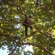 Leftover tree stumps can be unsightly eyesores on your Chico or Gridley property, and can also pose a safety hazard if they a...