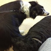 Doggies!!!