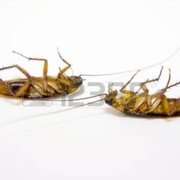 A good roach is a dead roach