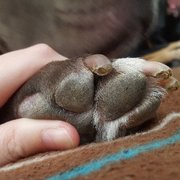 Nail trim
