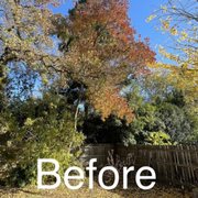 Pre-tree removal