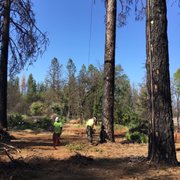 Cutting one of the trees
