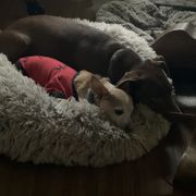 Cocoa is another rescue , he takes care of Scrappy .