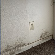 Black mold