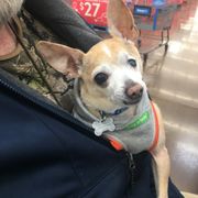Scrappy just sits there and is so calm. He's the most loving dog I've ever had.