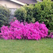 a bush of purple flowers in front of a house