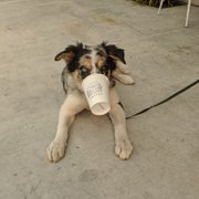 Puppuccino!