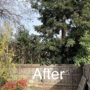 Post tree removal