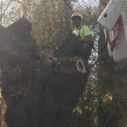 Technical tree removal by our arborist.