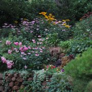 a garden of flowers