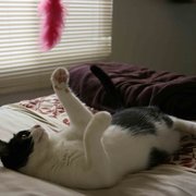 Playing with Lucy during a pet sit.