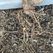 Tom Foster of Aqua Terra is negligent here. This poor tree was strangled by the rope he left around the buried root bag.