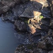 Pond and water feature