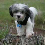 Bam Bam out for a walk.