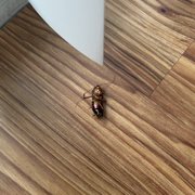 Live cockroach that died from the spraying inside my apartment (not healthy to have done more than once).