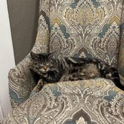  cat laying on a chair