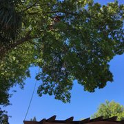 Removing a liquid amber tree Chico California