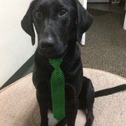 Justice the Office Pup.
