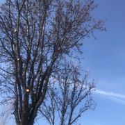 Better view of tops of trees!