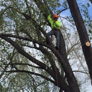 Jose, owner, operator climbing.  Tree removal