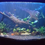 Picked up malasian driftwood and many plants here.