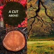 a cut of a tree