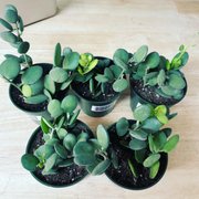 String of Coins