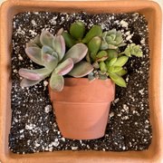 Succulent arrangement