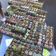 Some little plants at the market