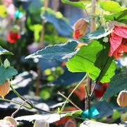 Abutilon is a favorite plant  sold at Magnolia Gift and Garden