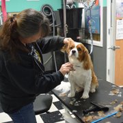 One of our beautiful grooming clients!