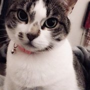 This is Madeline I adopted her in October. The workers at Butte Humane Society were very helpful. I love her!