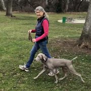 Heeling with Weimaraner