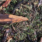 Now is the time to treat weeds before the become a huge problem ! #broom